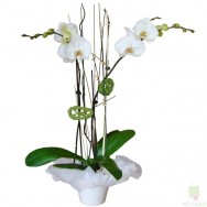 Planta de Orquidea Blanca